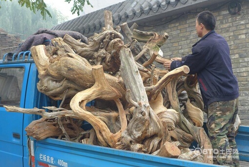 不能收购珍稀植物成品？用珍稀树种做家具违法